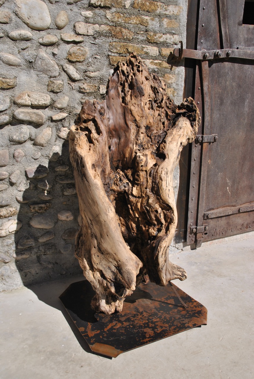 tronco di salice selvatico